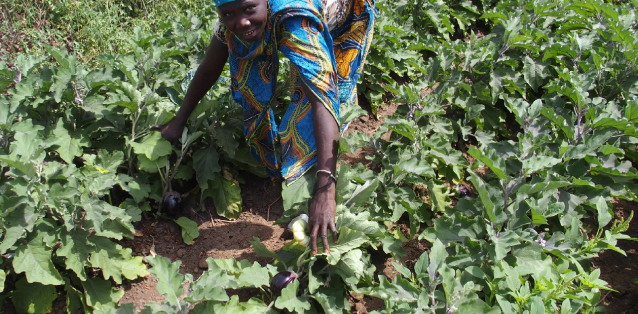 l-agro-cologie-impuls-e-en-guin-e-conakry-s-invite-en-touraine-rcf
